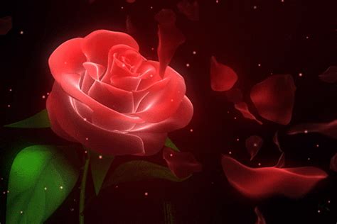 Red Rose  Animation