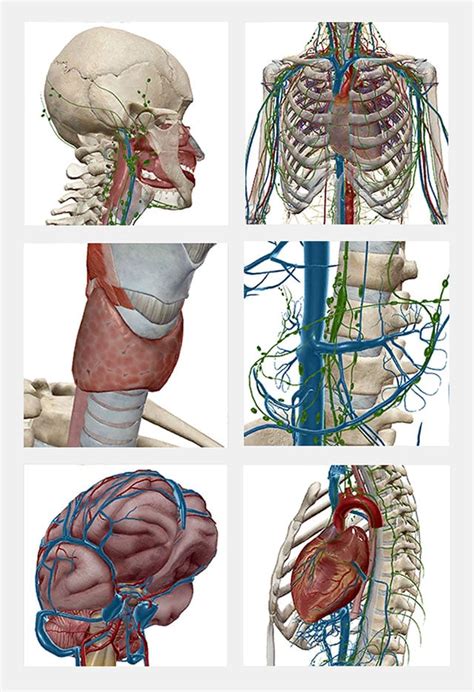 Human Anatomy Atlas By Visible Body