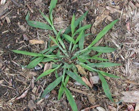 Common Garden Weed Identification With Photos