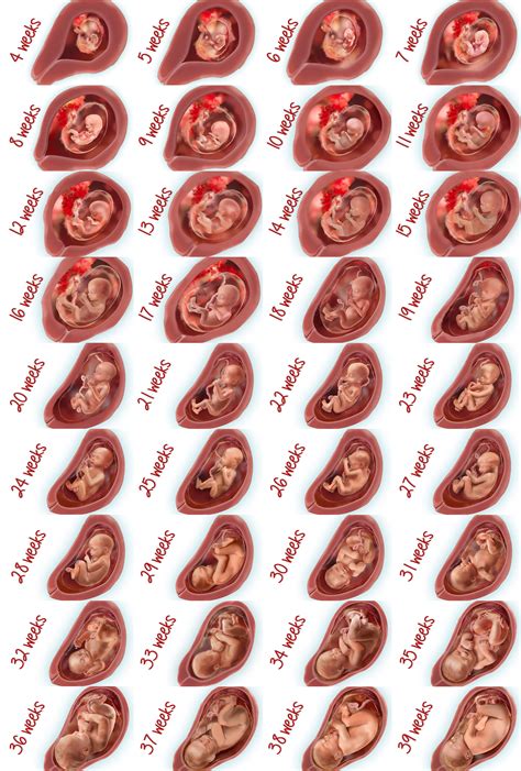 Development Of Fetus Week By Week