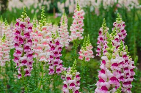 Ultimate Guide To Snapdragon Flower Meaning And Symbolism Petal Republic