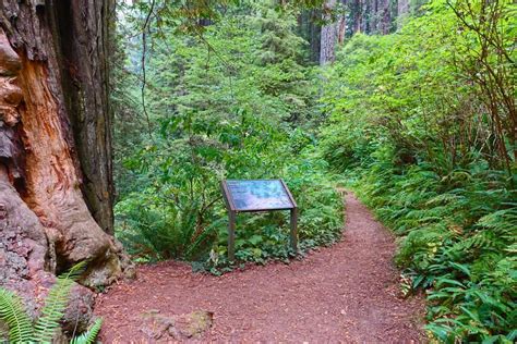 Ah Pah Interpretive Trail Easy Hike And Beautiful Redwoods Northern