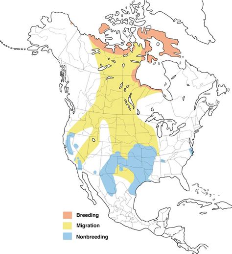 Canada Geese Migration Map