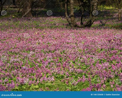 Purple Flower Of Hollowroot Carpet Pink Flowers Stock Photo Image