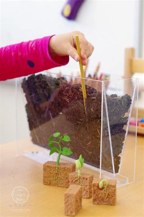 Exciting Plant Activities For Preschool You Should Know An Everyday
