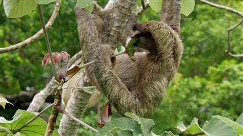 Three Toed Sloth The Slowest Mammal On Earth Nature On Pbs Youtube