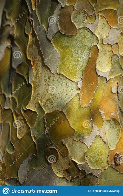 Pawpaw Tree Bark Stock Image Image Of Cork Life Branch