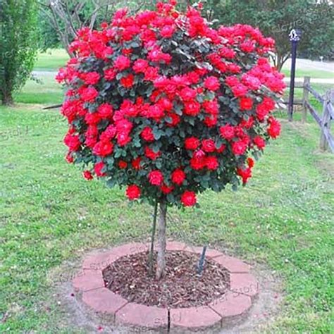 100 Red Rose Tree Diy Home Garden Potted Balcony Yard Flower Plant New