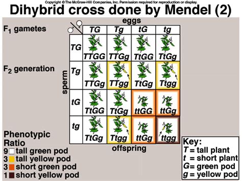 Dihybrid cross practice problems schoolworkhelper, dihybrid cross problem ap® biology crash course, worksheet dihybrid crosses ms pici s science, bestseller chapter 10 dihybrid cross worksheet answers key, dihybrid cross problems worksheet with answers. Biology Chapter 10 Dihybrid Cross Worksheet Answer Key ...