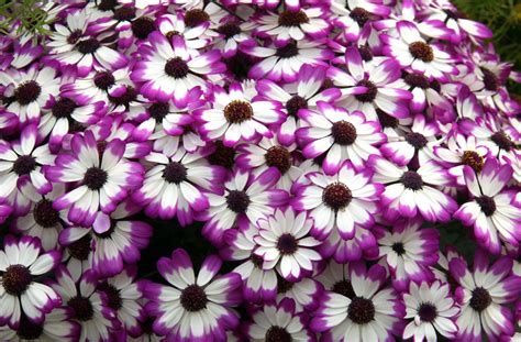 Wallpaper Colorful Flowers Purple Petals Bright Daisy Flower