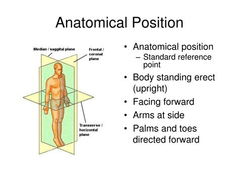 Ppt Directional And Anatomical Location Terminology Powerpoint