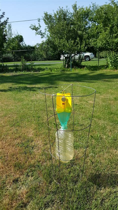 Combat Japanese Beetles In Your Garden With Spectra Side Traps A Step