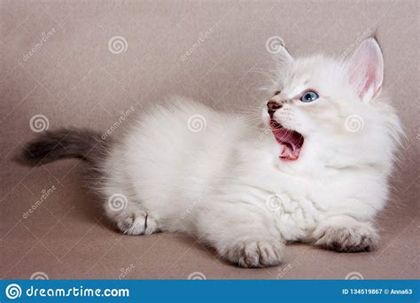 White Fluffy Kitten Of The Siberian Cat Meows Stock Image