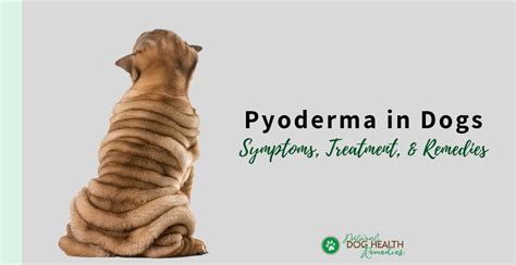 Is Pyoderma In Dogs Curable