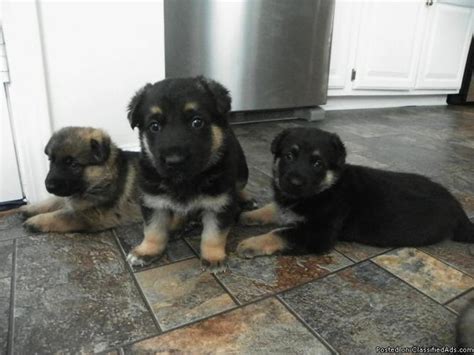 Akc German Shepherd Puppies Champion German Bloodlines For Sale In