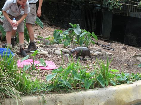 Baby Pygmy Hippo 2008 Zoochat