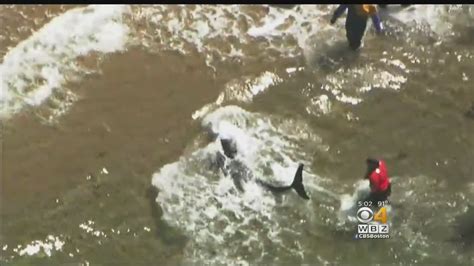 Dolphins Rescued From Cape Cod Beach Youtube