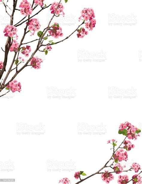 Sakura Border Stock Illustration Download Image Now Cherry Blossom