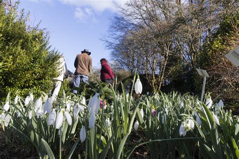 Snowdrop Festival Launches At Devon Home Of World Renowned Snowdrop