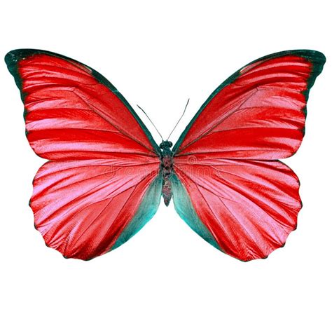 Beautiful Multi Colored Butterfly With Open Wings Butterfly Is