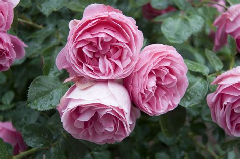 Relatively compact and slow growing, english roses. David Austin Roses - Louie's Nursery