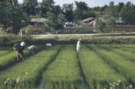 Rice Farming In Korea Near East Relief Historical Society