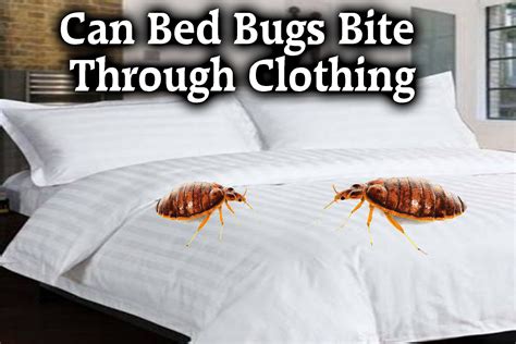 Can Bed Bugs Bite Through Clothing 2023 Best Guide