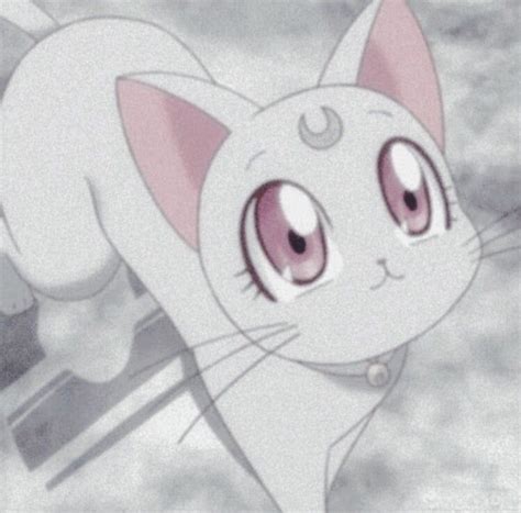 White Aes Cats Pets Cute Aesthetic Anime Best Anime