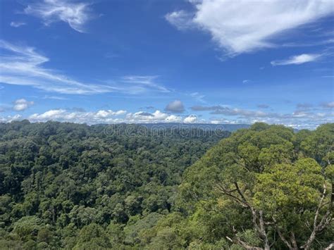 Ulu Temburong National Park Brunei South East Asia Stock Photo Image