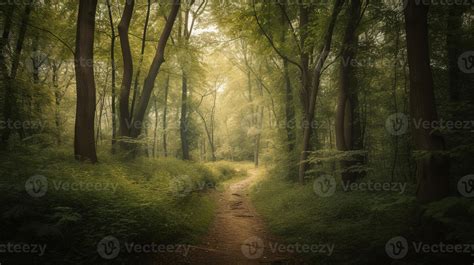 Foggy Path Through The Forest Sunset In A Dark Forest With Rays Of