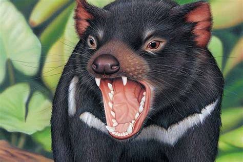 The newest arrivals came from the taronga western plains zoo in australia in november 2017, brought here to increase awareness for tasmanian devils and to inspire support for their conservation. Tasmanian devil super-carnivore found in Australia | Earth ...