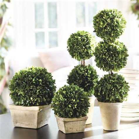 Simple Steps To Create And Attractive Boxwood Topiary Hometone Home
