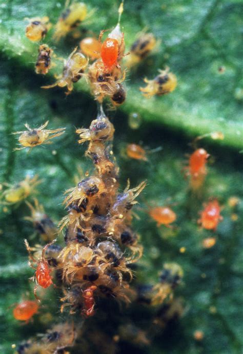 Orange Predatory Mites Attacking Spider Mites Photograph By Martin