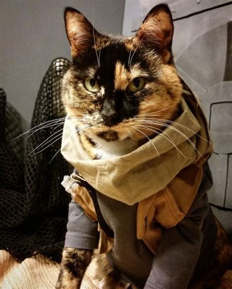 A Cat With A Scarf Around Its Neck