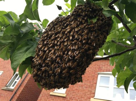 Swarm Collection Cheshire Beekeepers Association