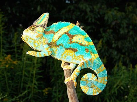 Veiled Chameleon So Pretty Animals Pinterest Veiled Chameleon