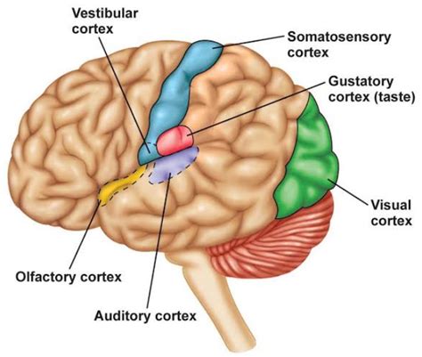 Corteza Somatosensorial Ubicación Función Y Más Unigal