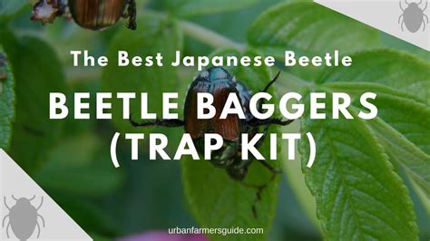 The 4 Best And Efficient Japanese Beetle Baggers Trap And Lure