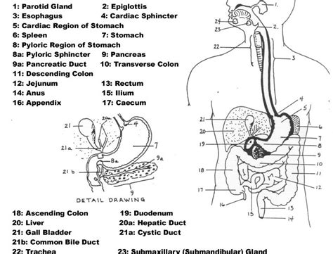 What is label number 4 pointing to in the diagram. 35 Label The Digestive System - Labels For You