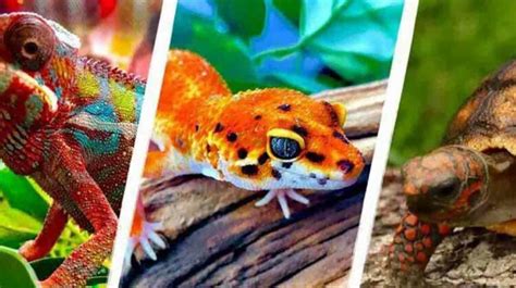 Reptiles That Make Good Pets Top 10 - A 2 Z Reptiles