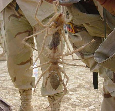 Camel Spider Frightening Giant Arachnid Animal Pictures And Facts