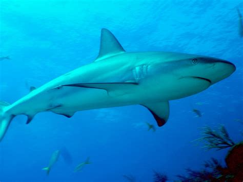 Animal Unique Caribbean Reef Shark