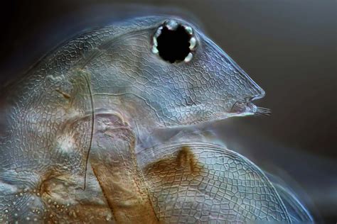 Daphnia Magna Freshwater Flea Nikons Small World