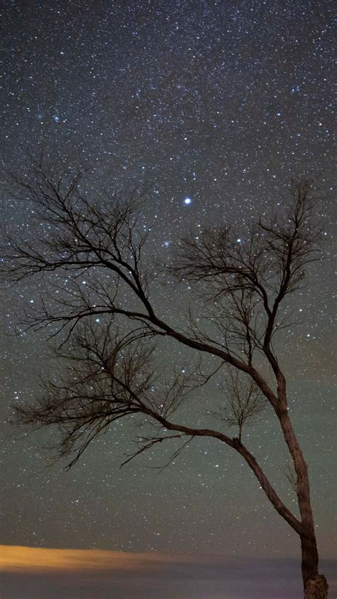 1440x2560 A Lone Tree Under A Night Sky With Stars Samsung Galaxy S6s7