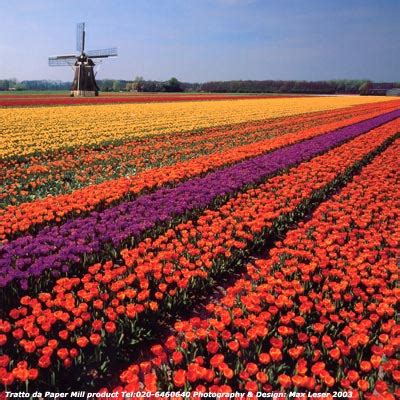 Hai navigato fino a qui per trovare informazioni su tulipani olanda? Amsterdam e l'Olanda, i tulipani e i fiori. Foto e ...
