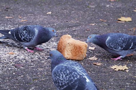 What Do Pigeons Eat Pigeon Food Guide Ne Pigeon Supplies