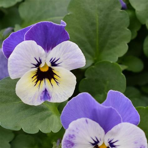 Plants that give off a show of early spring color are those that don't mind the cold. Spring Blooming Plants - 20 Top Picks for Early Spring ...