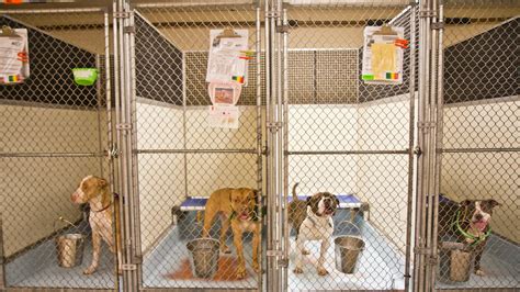 Philly Animal Shelters Plead For Adopters Fosters Whyy