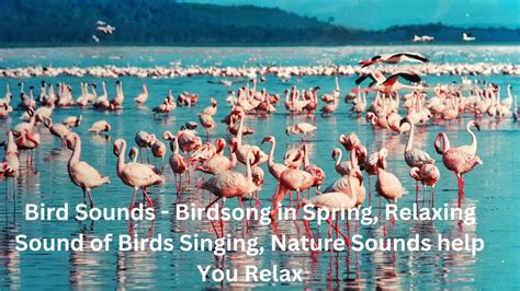 Bird Sounds Birdsong In Spring Relaxing Sound Of Birds Singing Nature