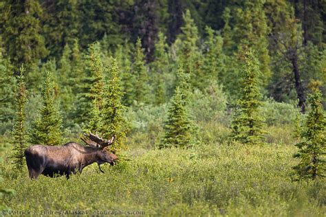 Bull Moose In Boreal Forest